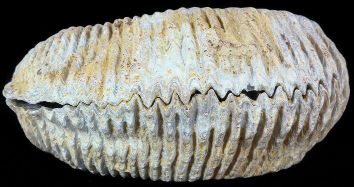 Cretaceous Fossil Oyster (Rastellum) - Madagascar #49867